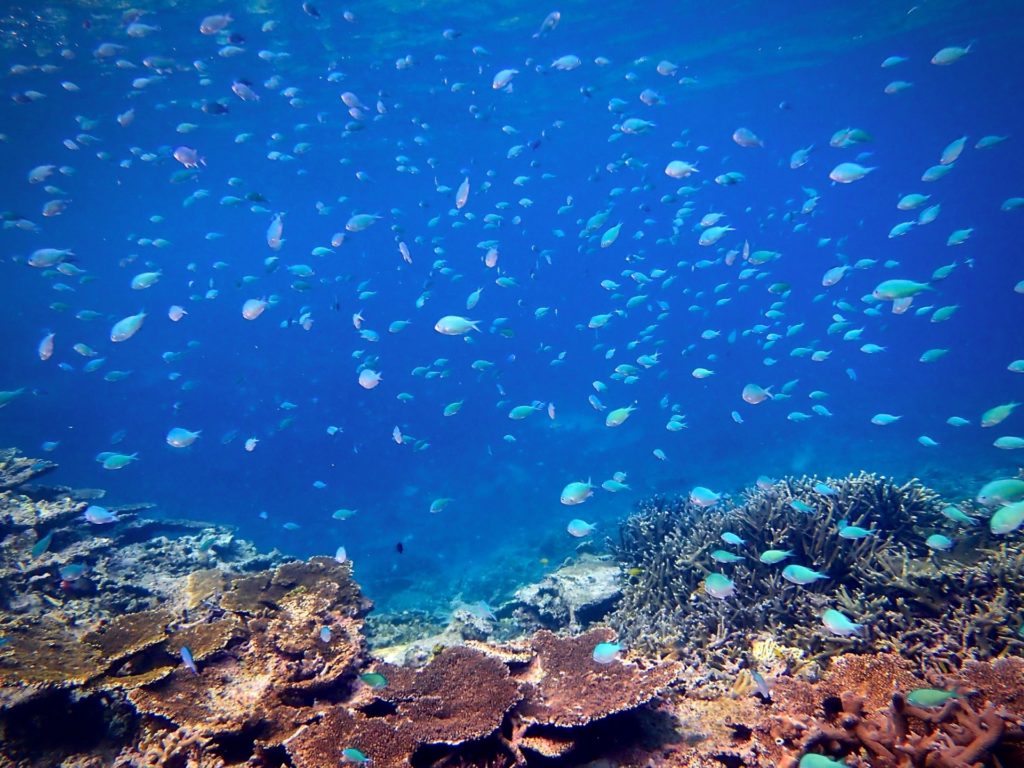 熱帯魚の群れ